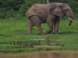 Elephants and Geese